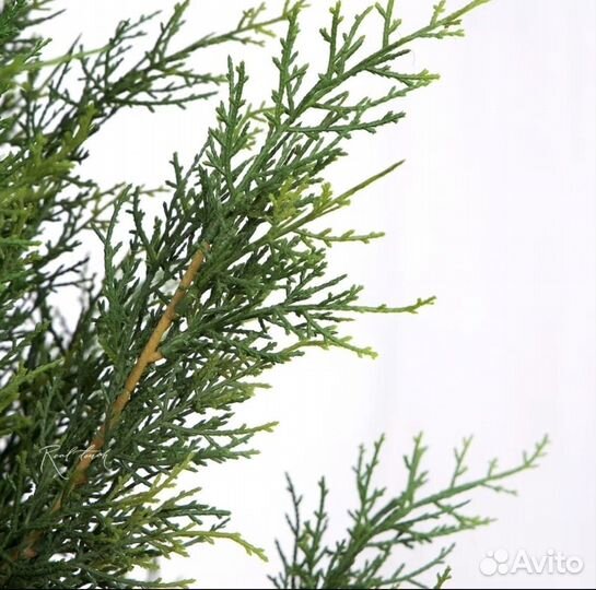 Туя искусственная /Оренбург/деревья в офис