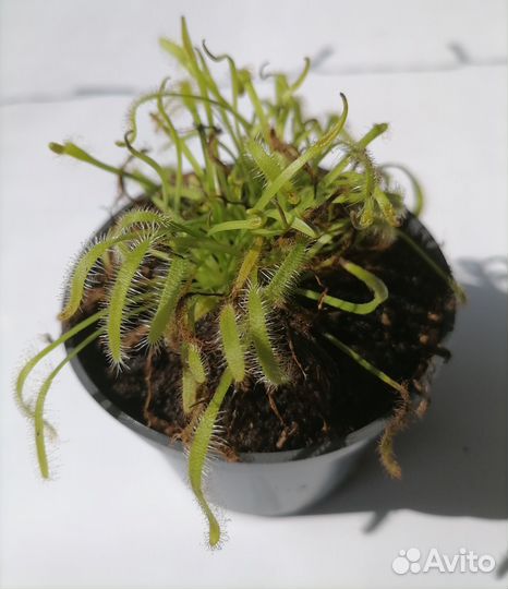 Росянка Капская