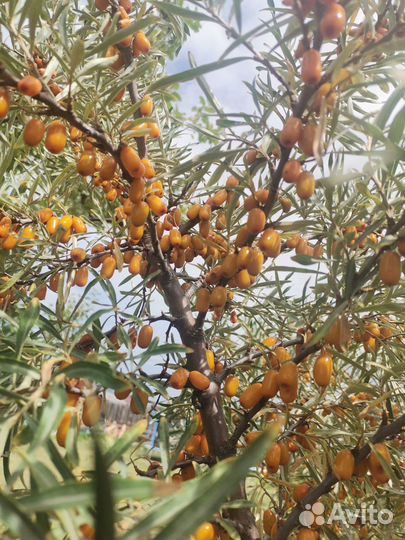 Облепиха саженцы