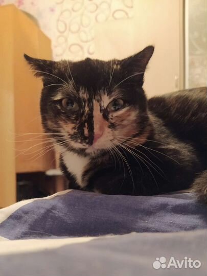 Котенок в дар бесплатно