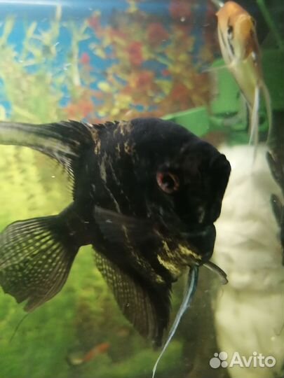 Рыбки скаляри 1,5года