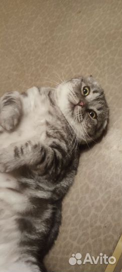 Шотландский кот вязка