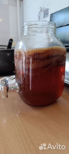 Чайный гриб - комбуча