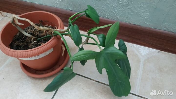 Монстера и др