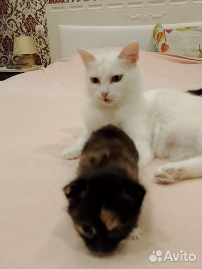 Котята девочки в очень добрые руки