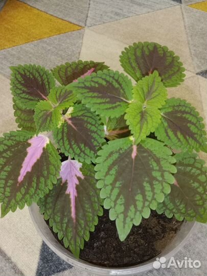 Калеус ком цветы