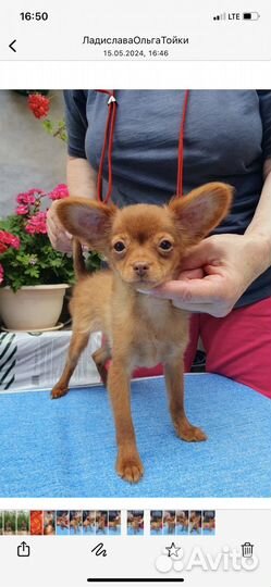 Тойчики длинношерстные