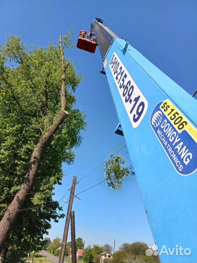 Спил деревьев