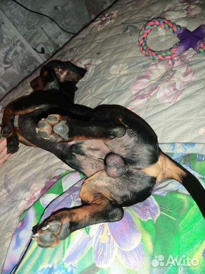 Вязка. Ищем очаровательную подружку