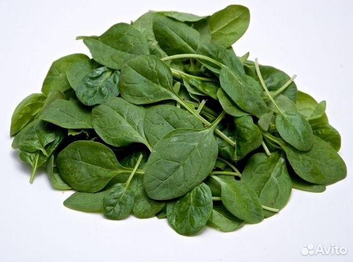 Семена Шпината 