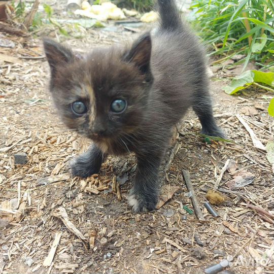 Кошка в дар