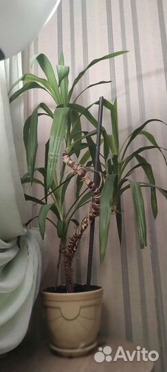 Пальма юкка