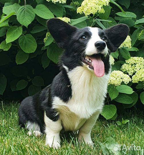 Щенки Вельш-корги кардиган