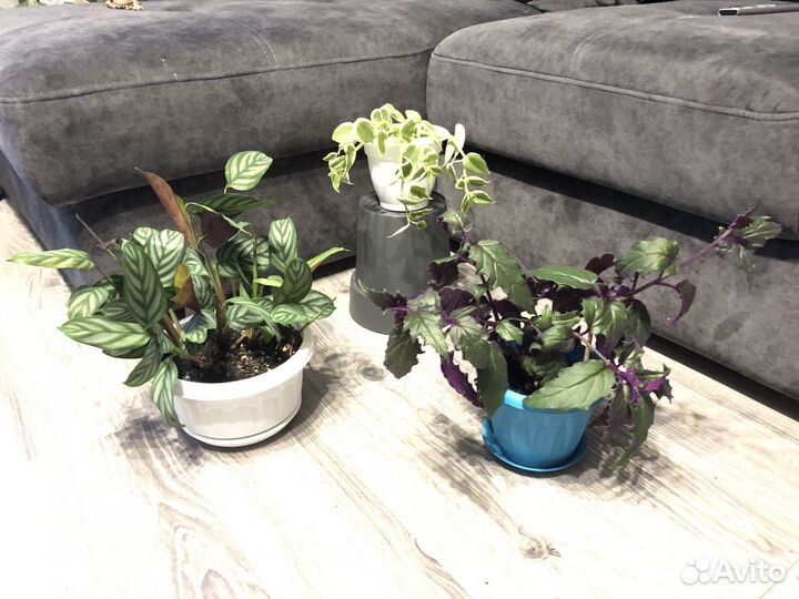 Домашние цветы, много на выбор, смотрите в профиле