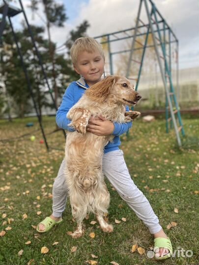 Русский охотничий спаниель вязка