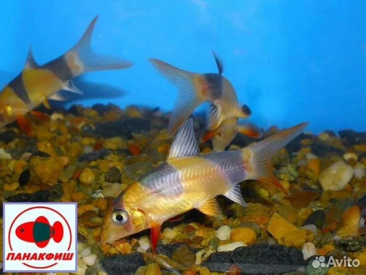 Боция клоун