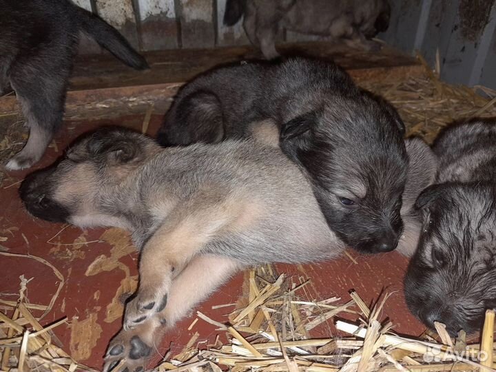 Щенки дворняжки в добрые ручки