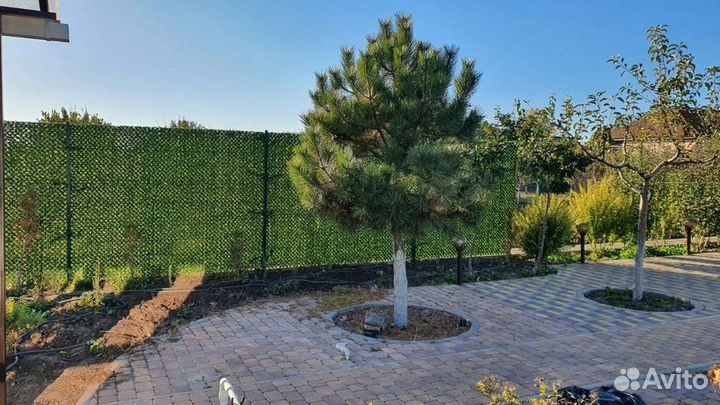 Зеленый забор/изгородь