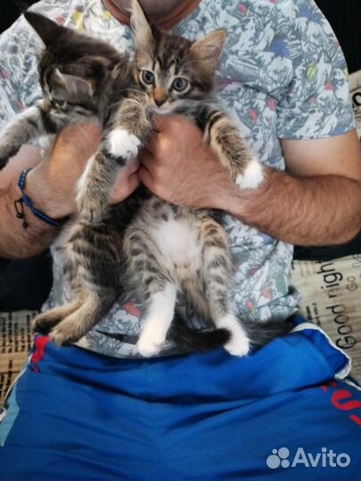 Отдам бесплатно котят в добрые руки, девочки