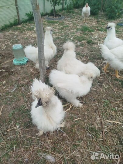 Молодые петухи