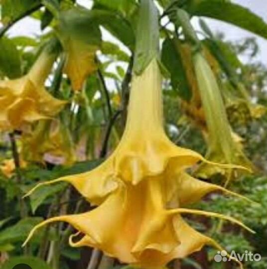 Декоративные растения для дома и дачи. Бругмансия