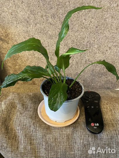 Спатифиллум