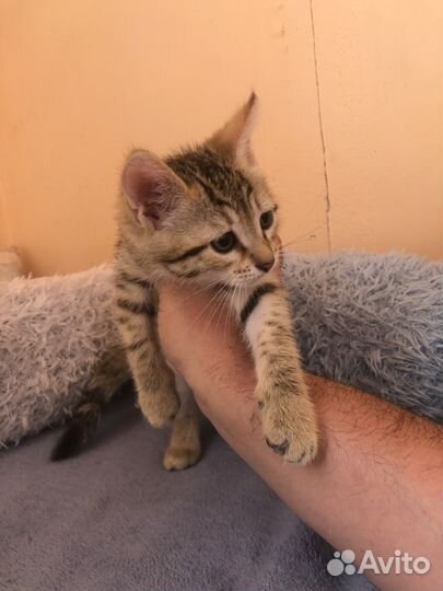 Котенок мальчик бенгал 2 мес. с доставкой