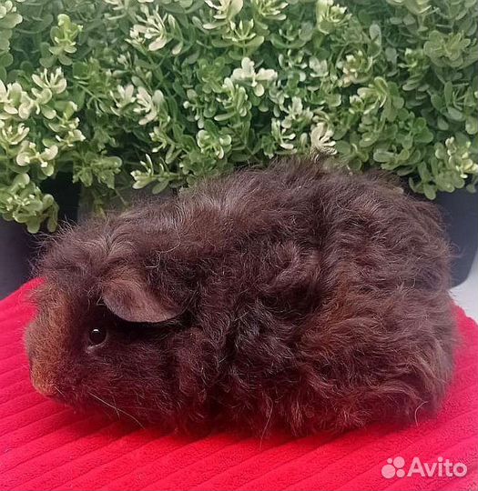 Тексель, кудрявая длинношерстная морская свинка