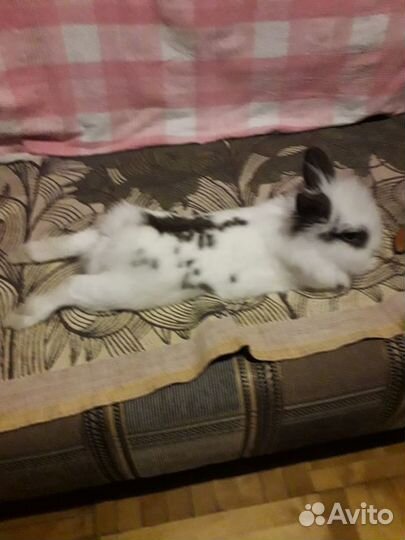 Декоративный кролик с большой клеткой