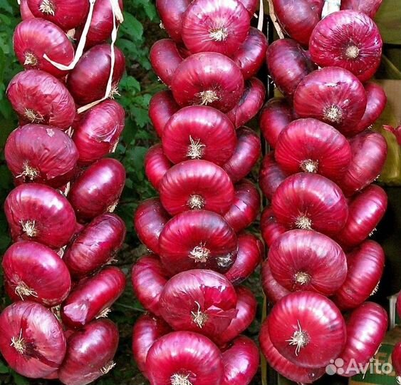 Ялтинский лук семена