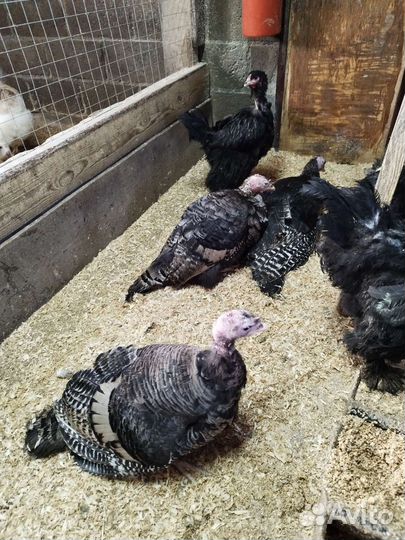 Крольчихи, индюшки, утки