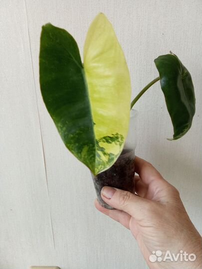 Филодендроны Сильвер Квин и Бразильский