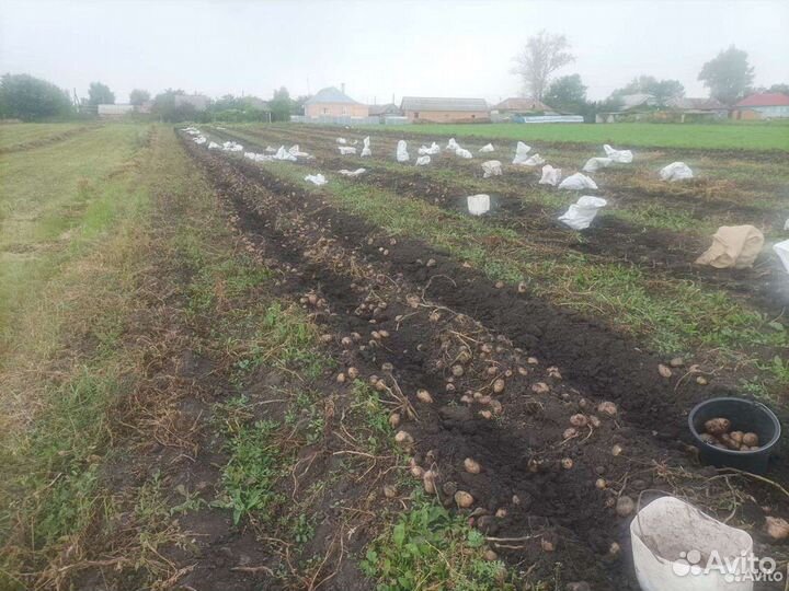 Картошка домашняя выращена на огороде без химии