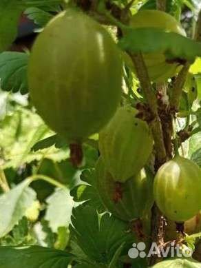 Смородина, крыжовник,клубника, йошта, арония