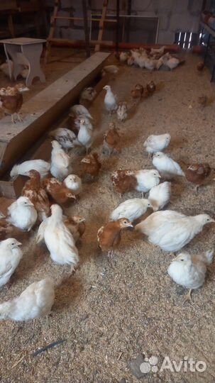 Цыплята Хайсекс Браун