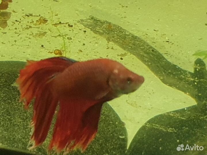 Креветки и сомики, рыбки петушки
