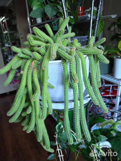 Ампельный кактус