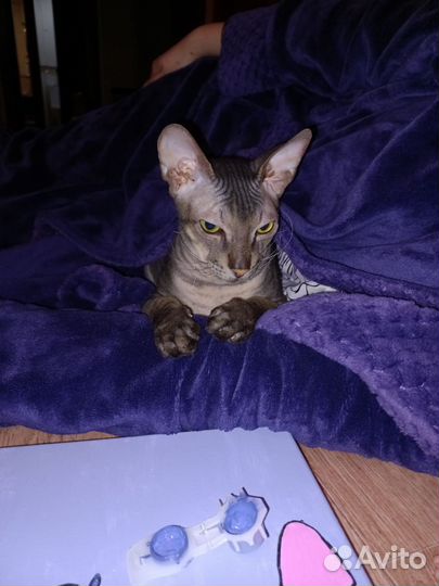 Донской сфинкс