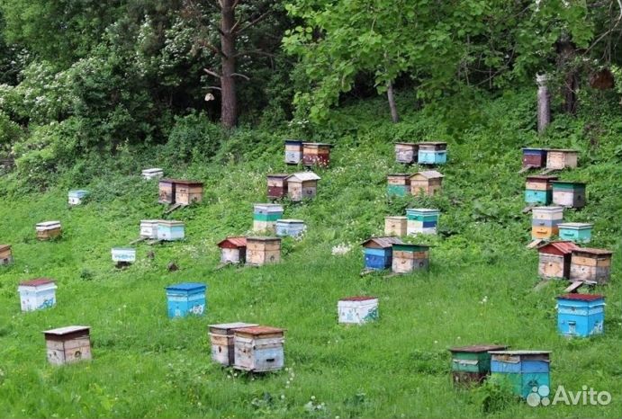 Мед натуральный Алтайский опт. минимально 16 кг