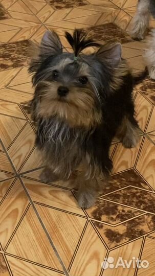 Мини мальчик