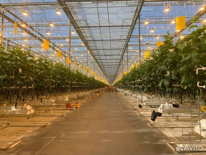 Упаковщики овощей Вахта проживание