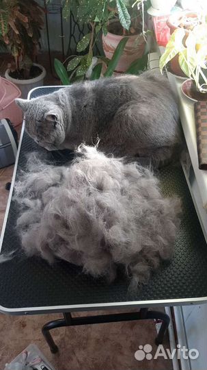 Стрижка кошек и собак. Вычес. Выезд на дом