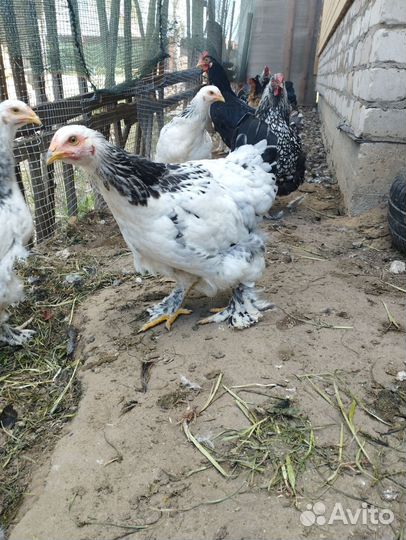 Петух брама