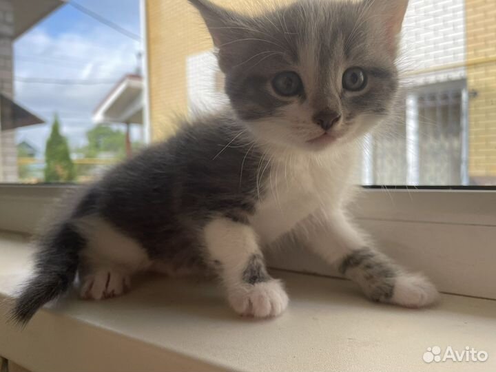 Котята