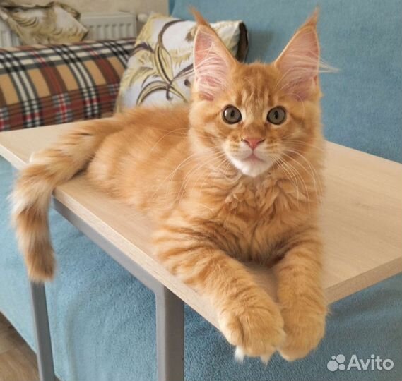 Продам котенка мейн куна