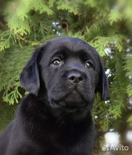 Лабрадор ретривер