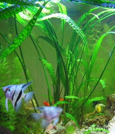 Криптокорина апоногетонолистная