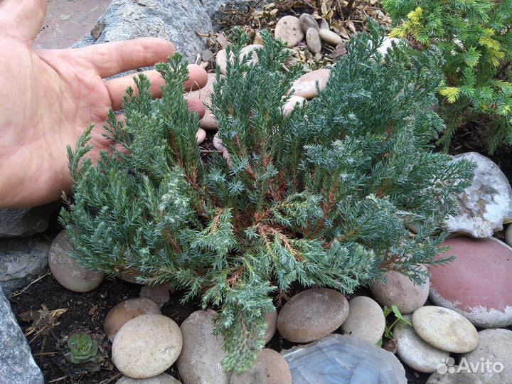 Можжевельник