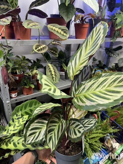 Калатея розеопикта Литце