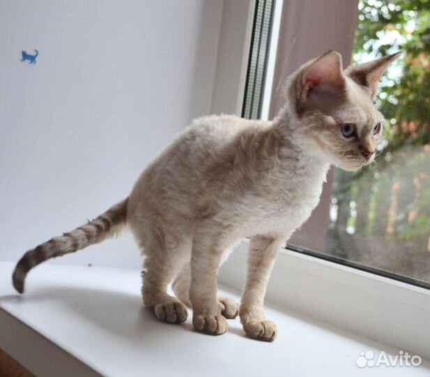 Девон-рекс кот